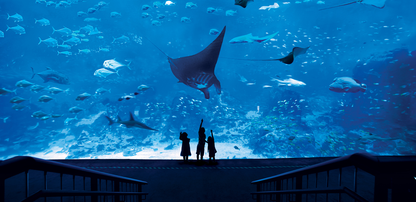 Bể cá khổng lồ trong Thủy cung SEA Aquarium